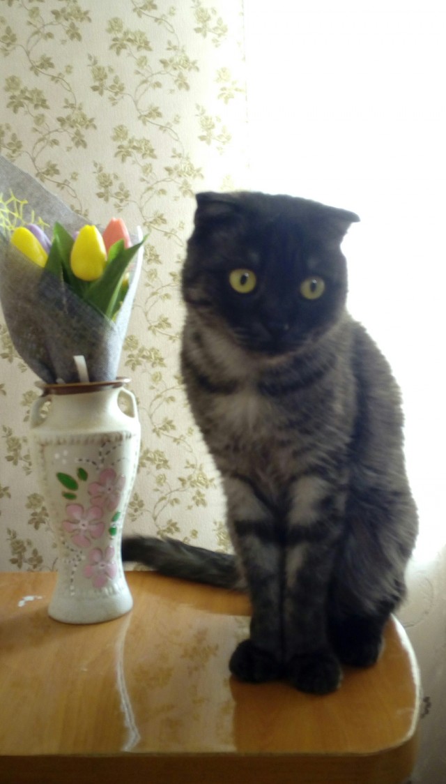 А вот и котовторник 24.05.2022