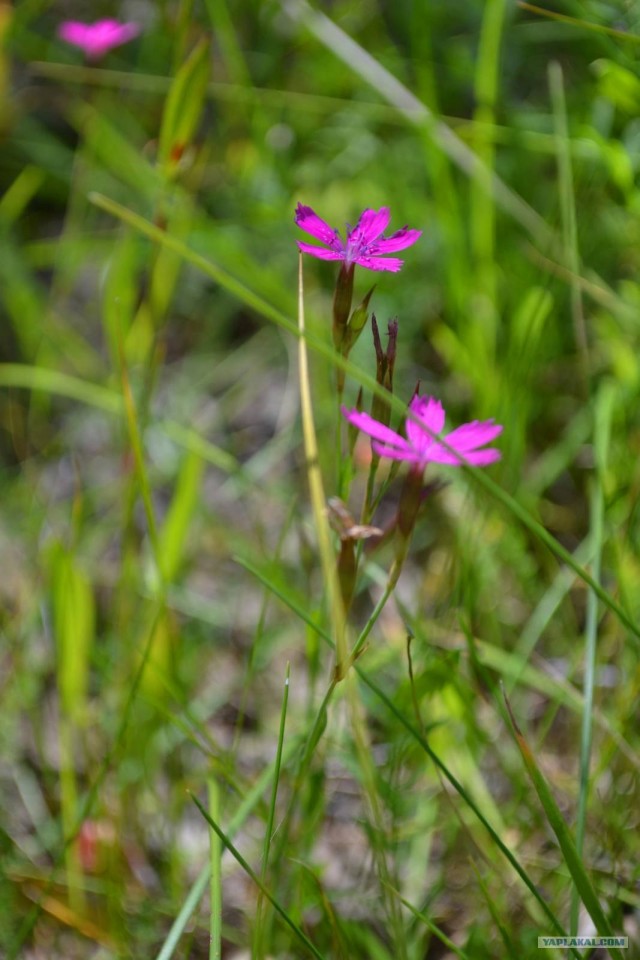 Отдых по-русски.
