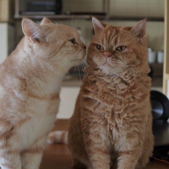 Прогнать кота невозможно