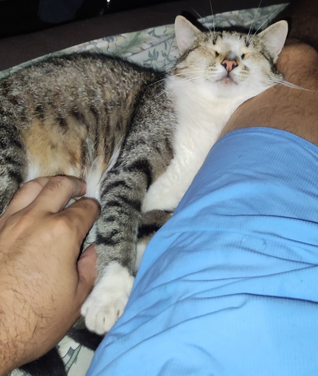 А как вы спите с котиком?