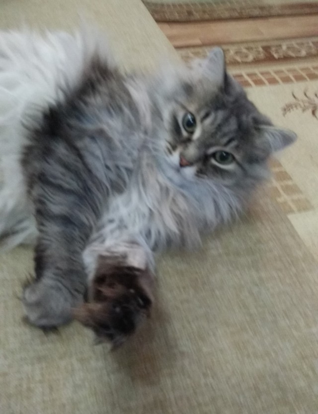Даёшь котов в этот вторник!