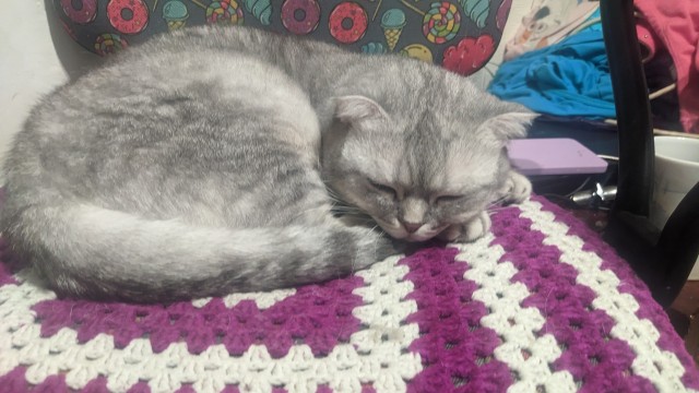 Котовторник 17.01.23