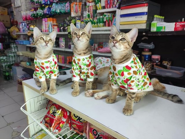 Коты-работяги