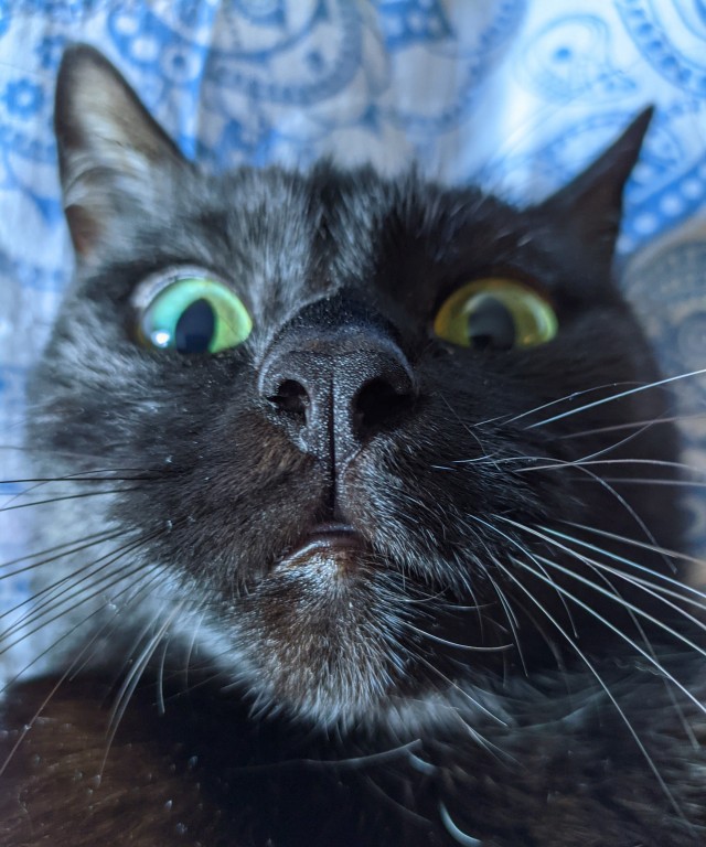 Чёрные коты не такие