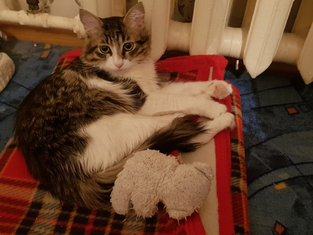 Коты белые, 12 литров