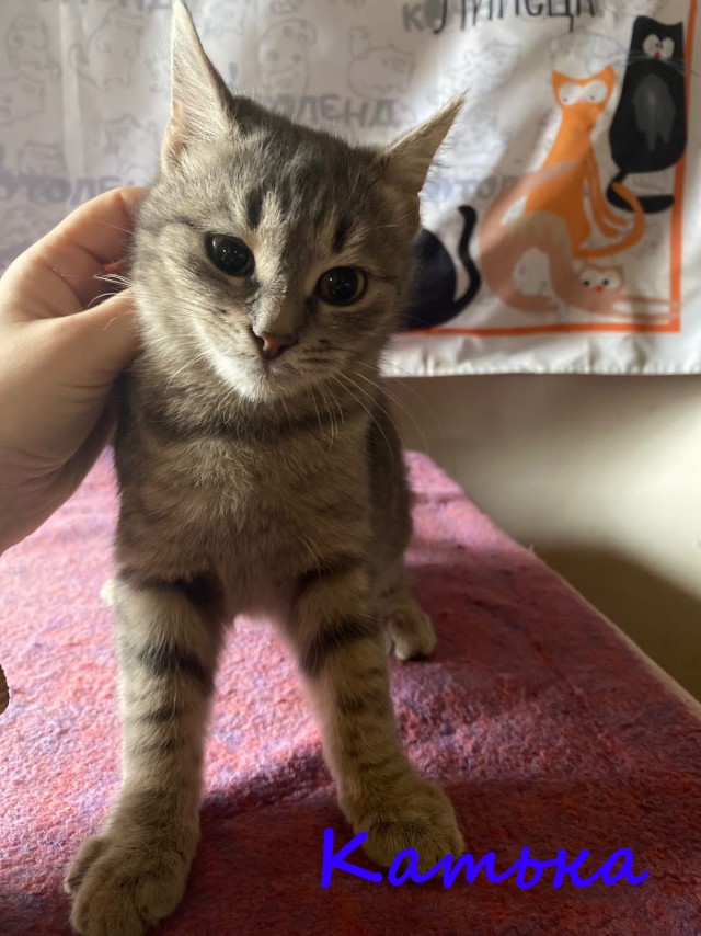 Жизнь домашнего приюта "Котоленд" 380