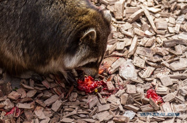 Любители клубнички (19 фото) 21+