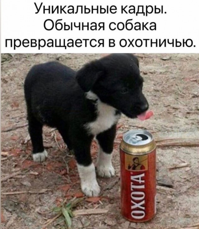 Сотка отборных баянов картиночной направленности