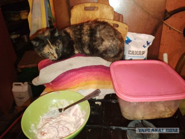 Жизнь домашнего приюта для котеек 472