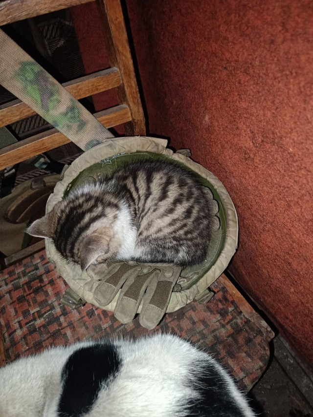 Кот сосулькин
