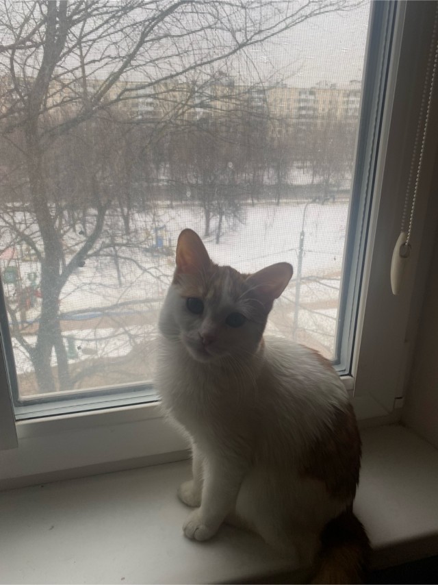 Котенок по имени Кусь)