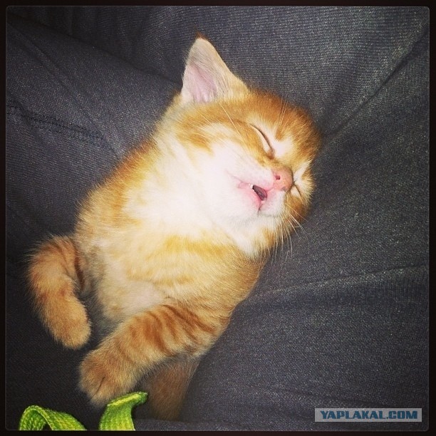 Наигрался... Мимишности