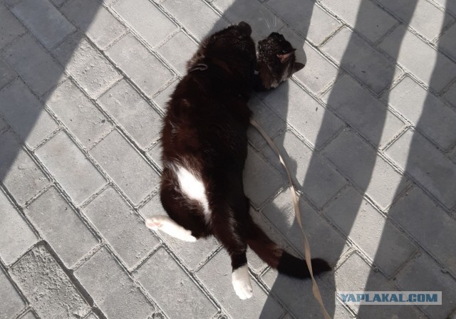 Уличный котик каждый день просит кого-то купить ему корм