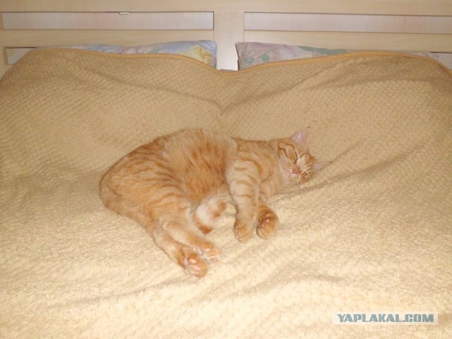 Котовторник 04.06.2013
