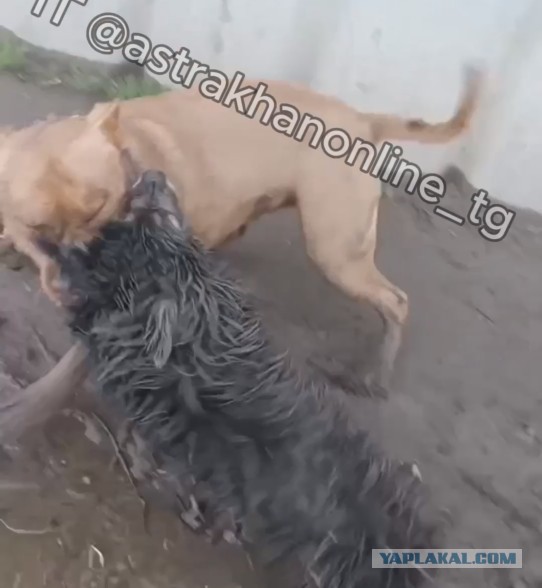 «Фу, пошел»: собака спасла ребенка от бойцовского пса на самовыгуле