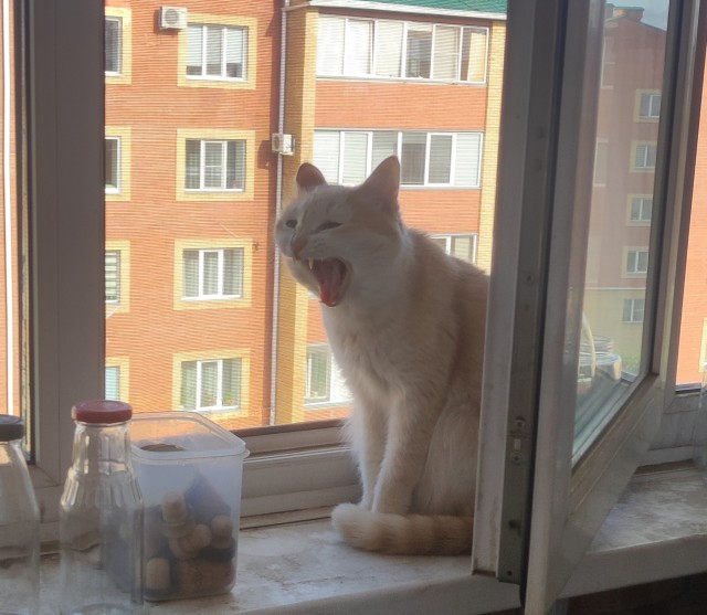 Мишка на севере