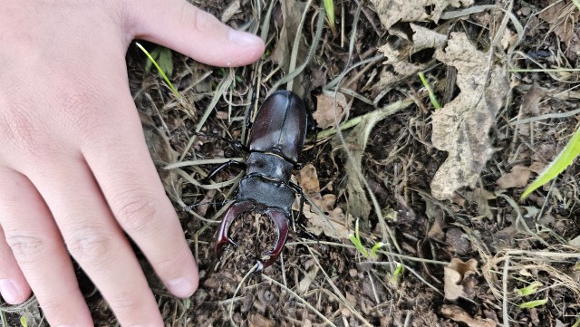 В догон про гигантских жуков