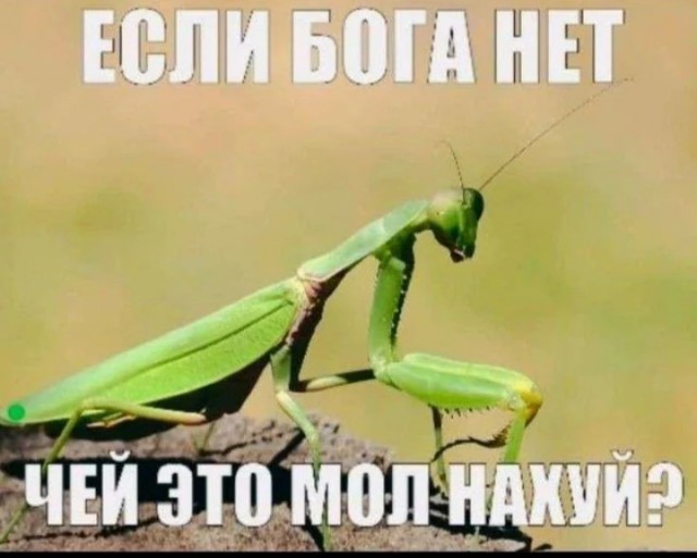 Псто для Пашкета