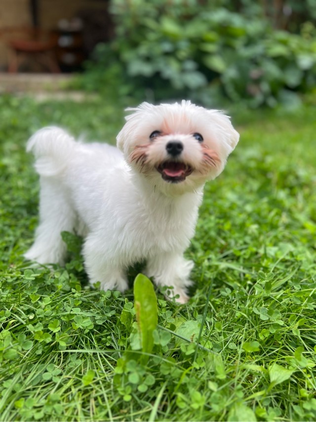 Копытные, с вами так же будет