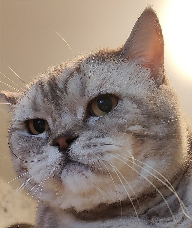 Котовторнику посвящается!
