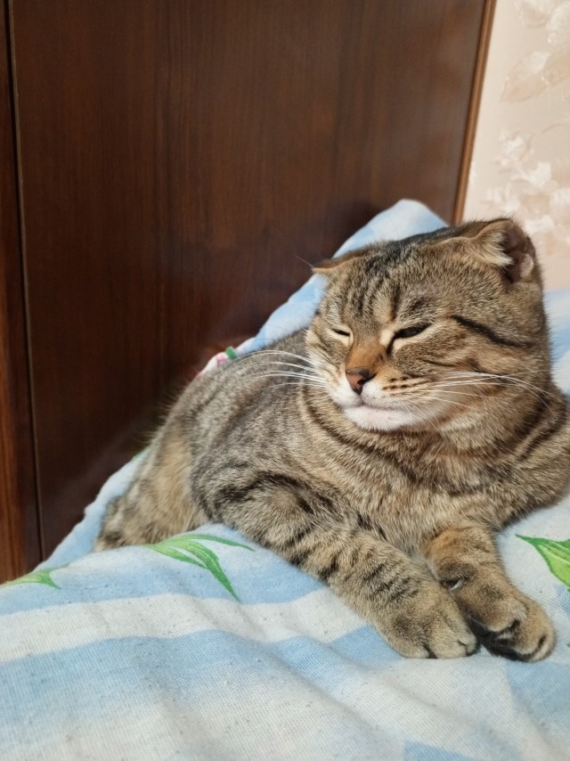 Жизнь домашнего приюта "Котоленд" 534