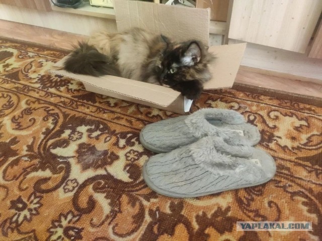 Котоуженевторник)