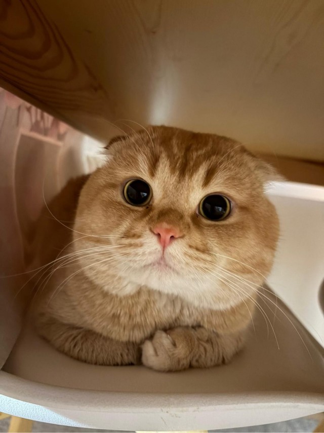 Снова наши коты