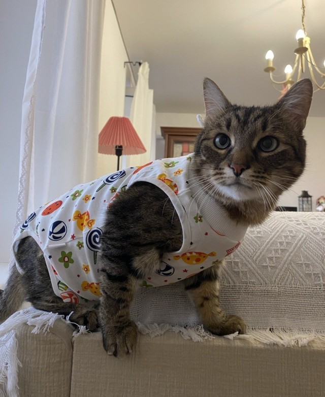 Прибавление в котосемействе.