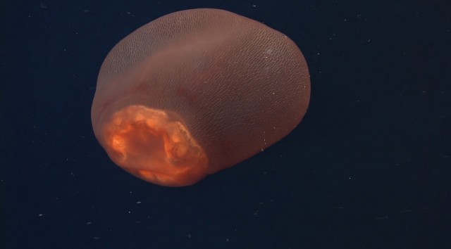 Медуза Deepstaria.
