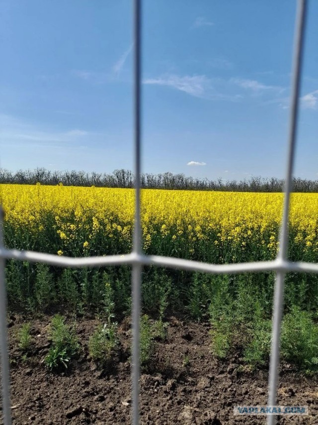 Апокалялпсис