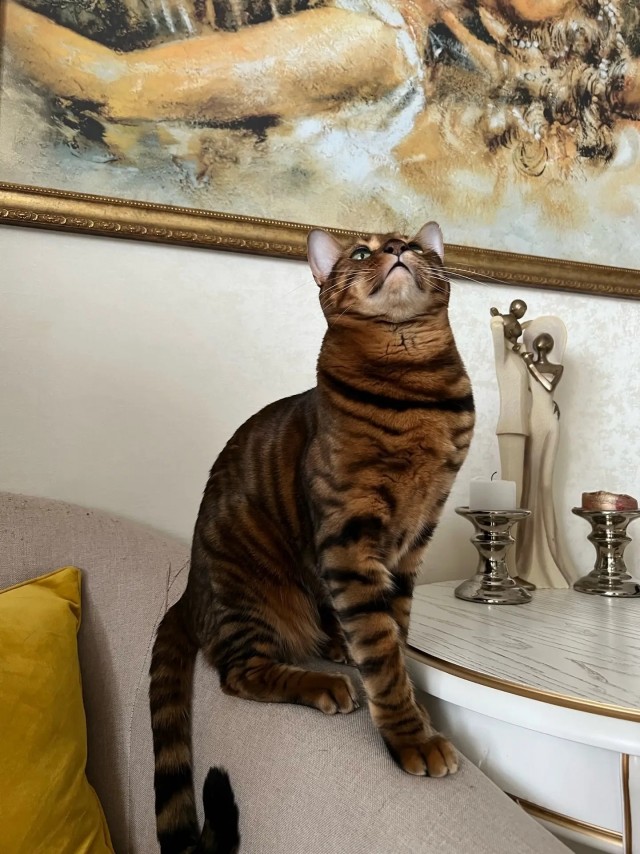К котопятнице