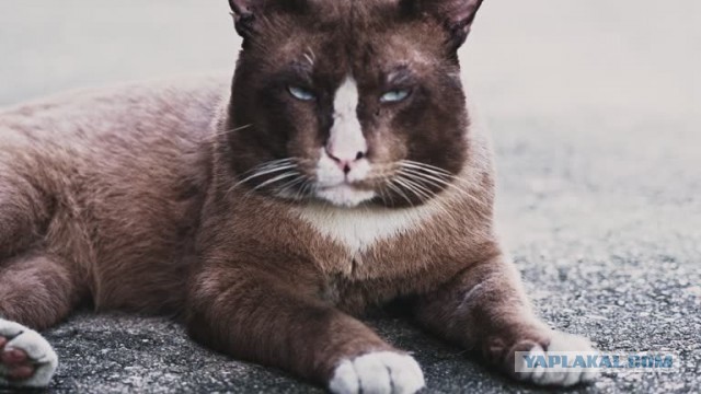 Ищу фото кота