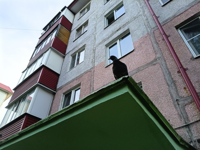 Наблюдает