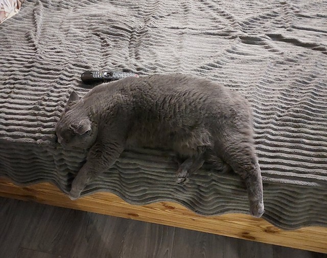 Очередной котовторник