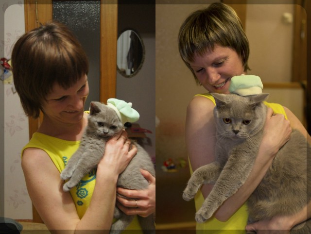 Коты и время