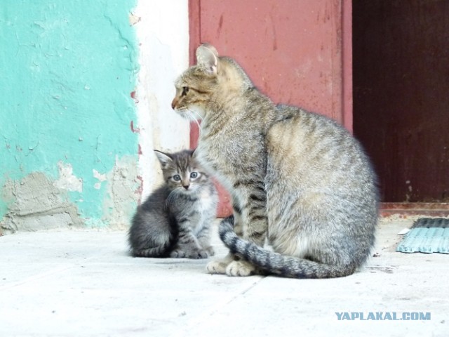 Котовторник   27.08.2013