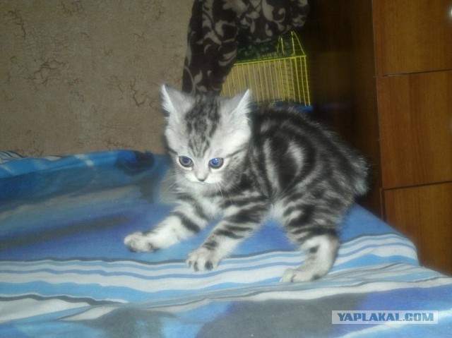 Котовторник 03.09.2013
