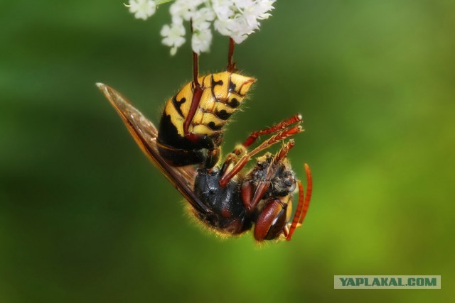 Шершень (Vespa crabro)