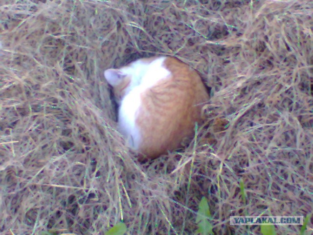 Котовторник 23.09.2014.