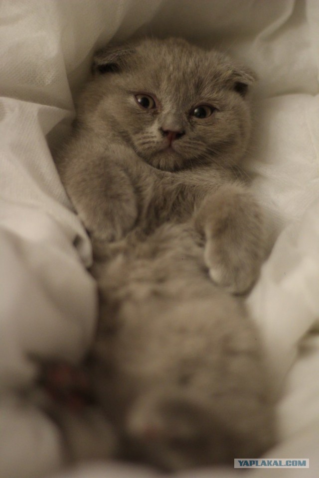 Котовторник 21.10.2014