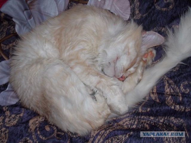 Котовторник.
