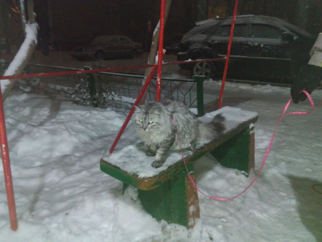 Котовторник 31.03.2015