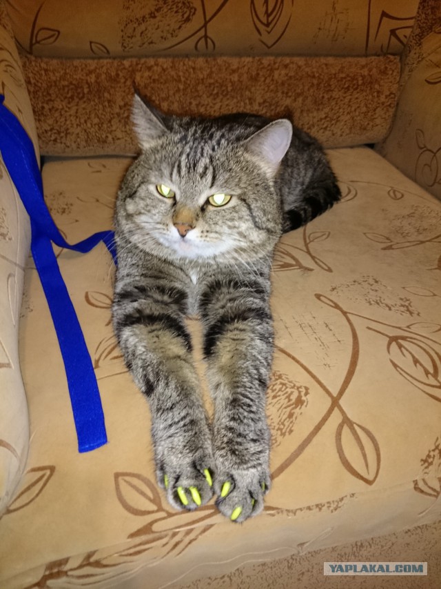 Котовторник