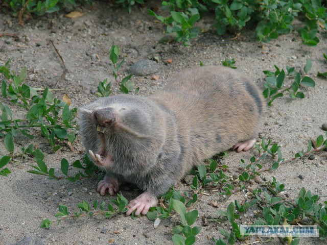 Как поймать крота