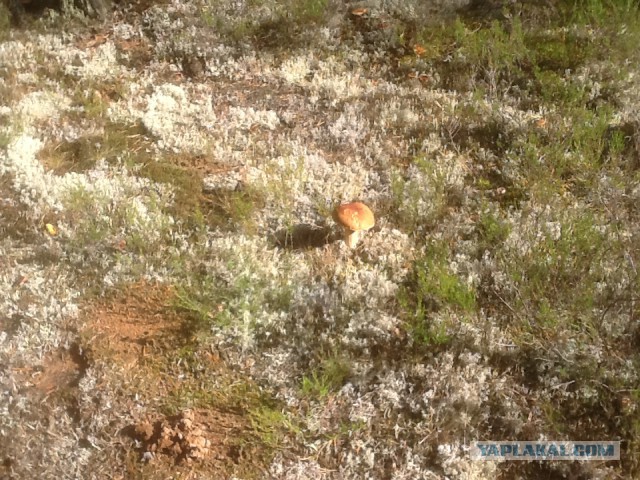 Тихая охота