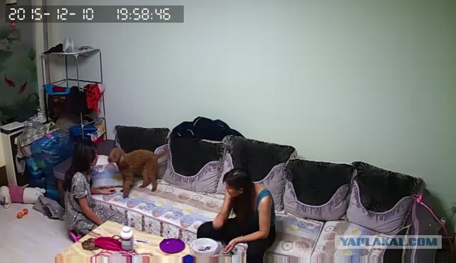 За что я люблю китайцев