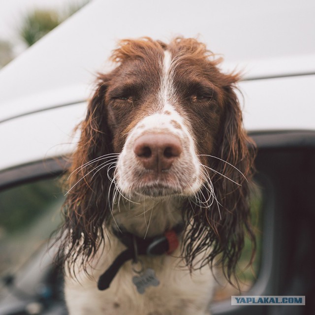 Собакочетверг