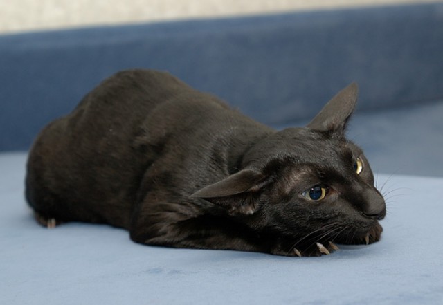 Коты, кошки, котята