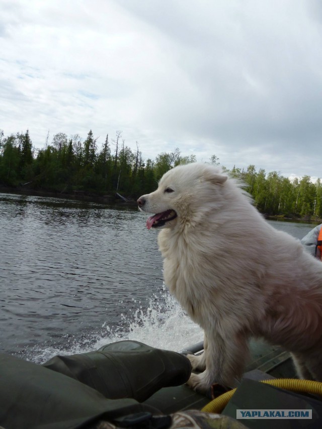 Верный друг охотника