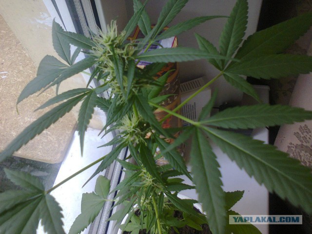 а у меня на балконе...